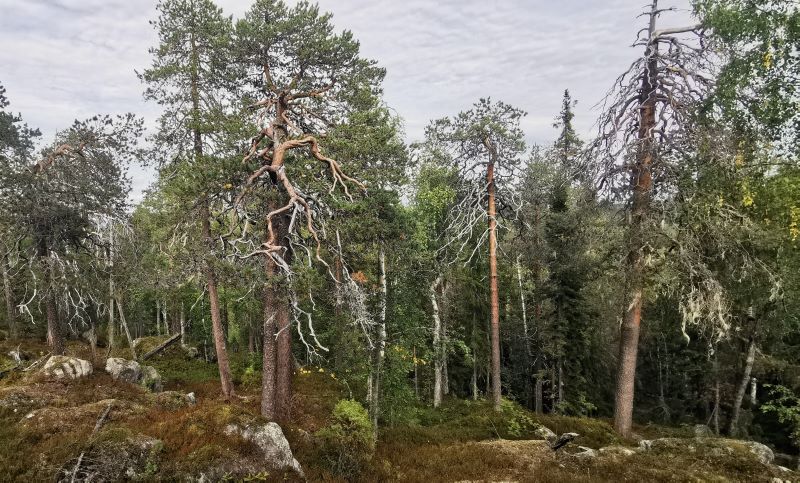 Luonnonmetsää Ylitorniossa. Kuvassa on kivinen mäki, jossa kasvaa mäntypainotteista sekametsää.