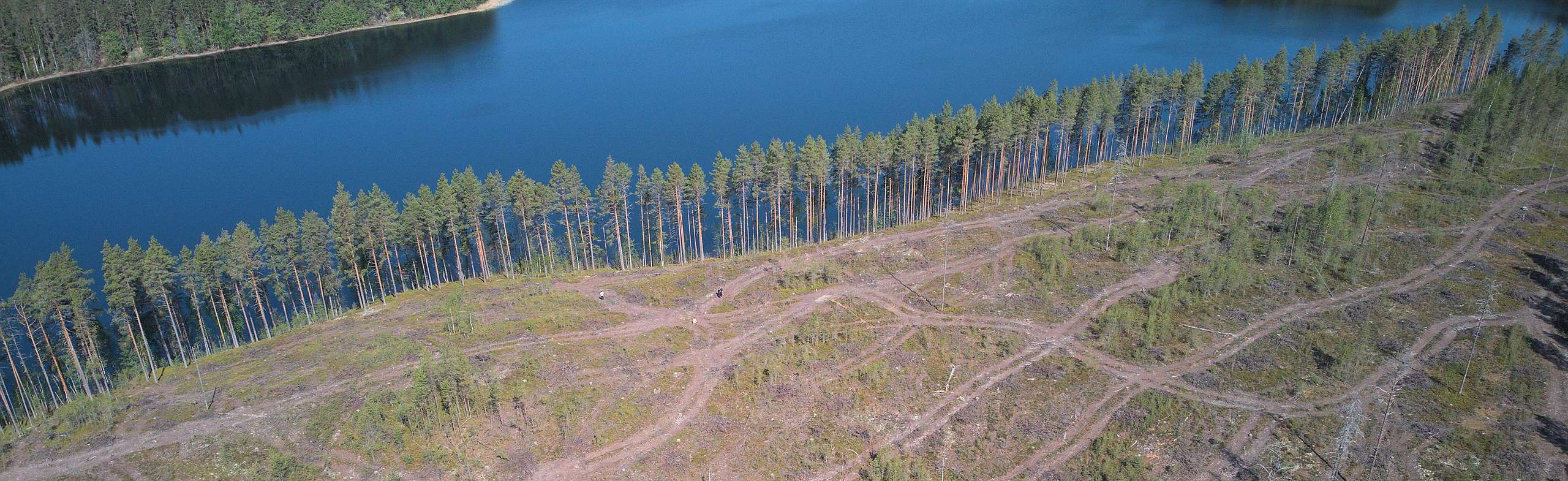 Avohakkuualue rokansaaressa, jossa näkyy paljon renkaanjäliä. Ilmakuva saaren aiemmalta hakkuualueelta. Ainoastaan rantaan on jätetty kapea kaista puita.