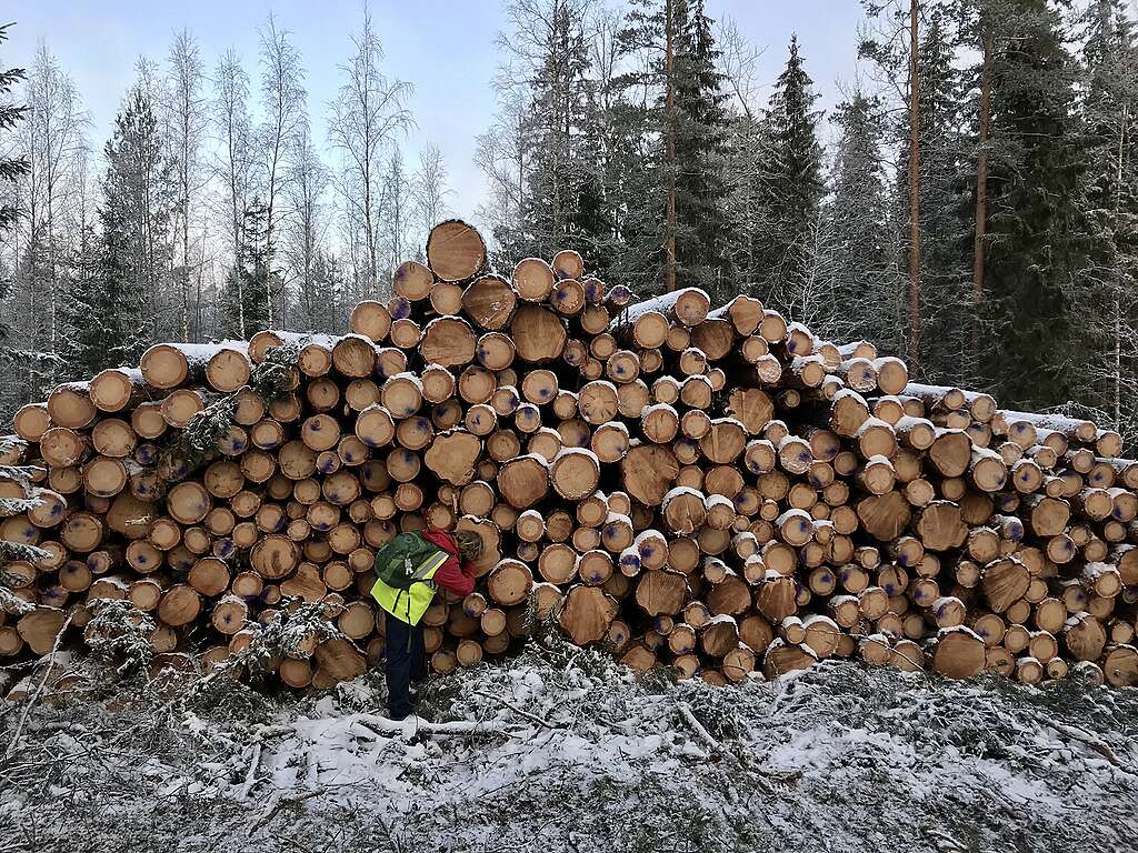 Kaadettuja puunrunkoja pinossa talvella.