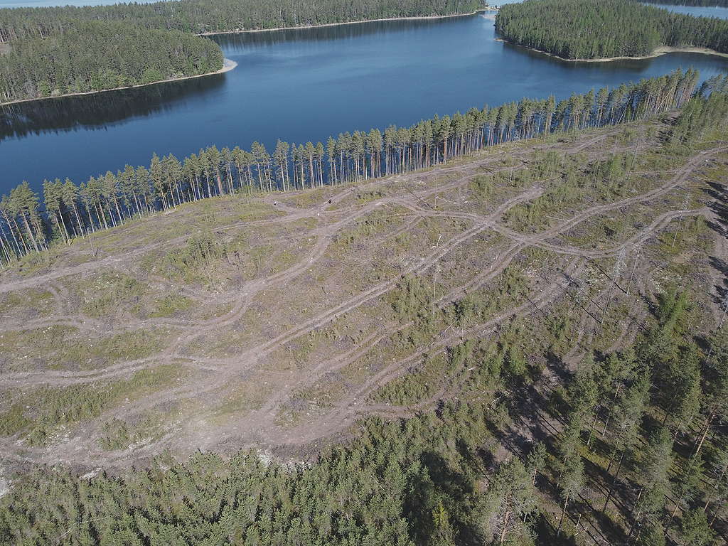 Avohakkuualue rokansaaressa, jossa näkyy paljon renkaanjäliä. Suuri avohakkuualue taivaalta päin kuvattuna, järven vieressä.