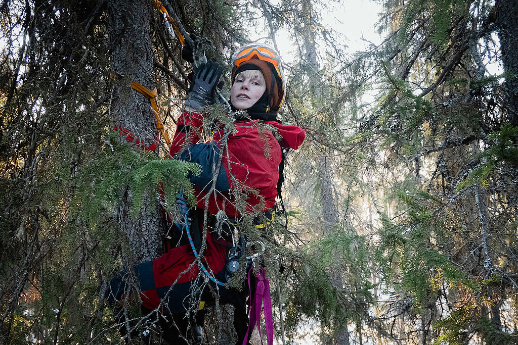 Greenpeacen aktivisti kiipeämässä puussa Karttimon luonnonmetsässä.