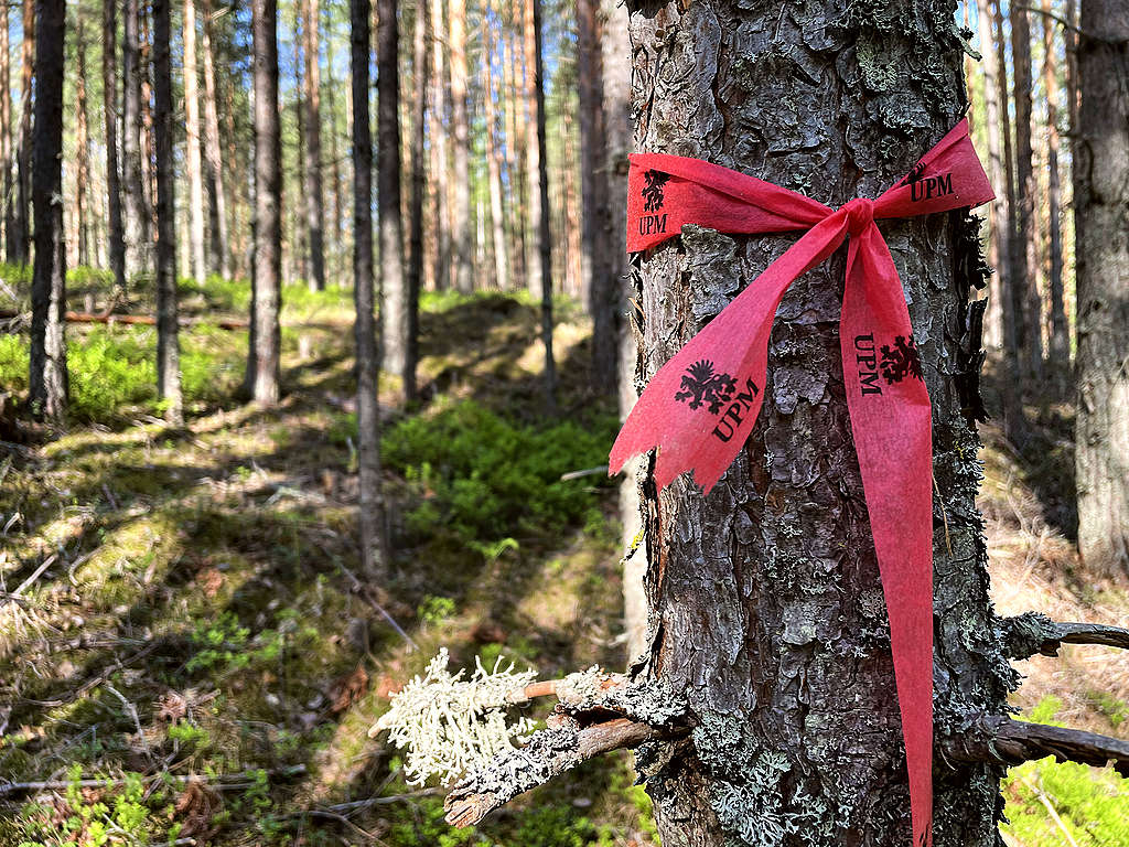 Kuvan etualalla puu, johon on sidottu UPM:n punainen nauha. Kuvan etualalla puu, johon on sidottu UPM:n punainen nauha.
