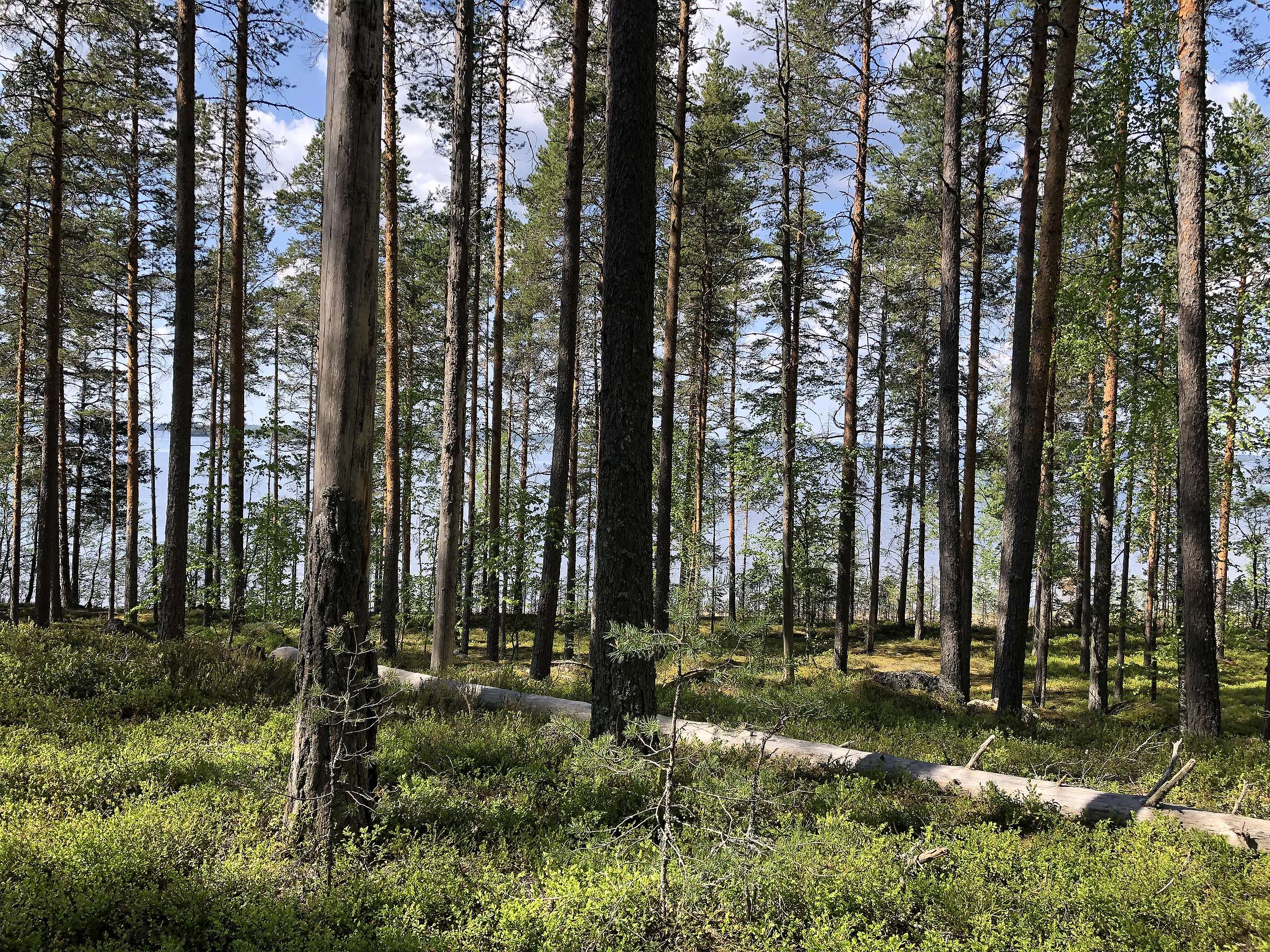 Monimuotoista metsää Rokansaaressa.