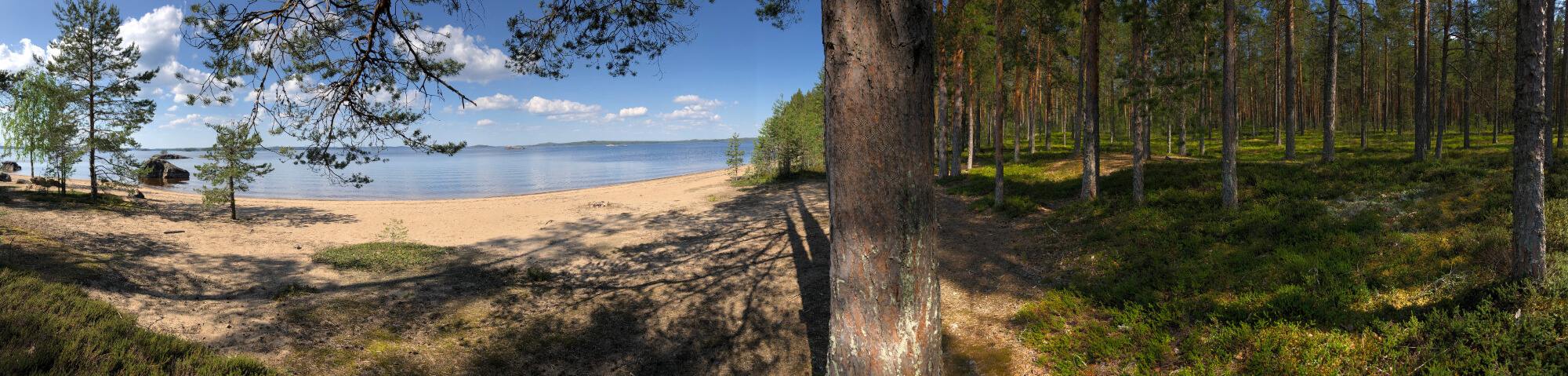 Mäntymetsää veden rannala. Rokansaari on suosittu retkeilykohde, jossa viehättävät jylhät metsämaisemat ja kaunis hiekkaranta.