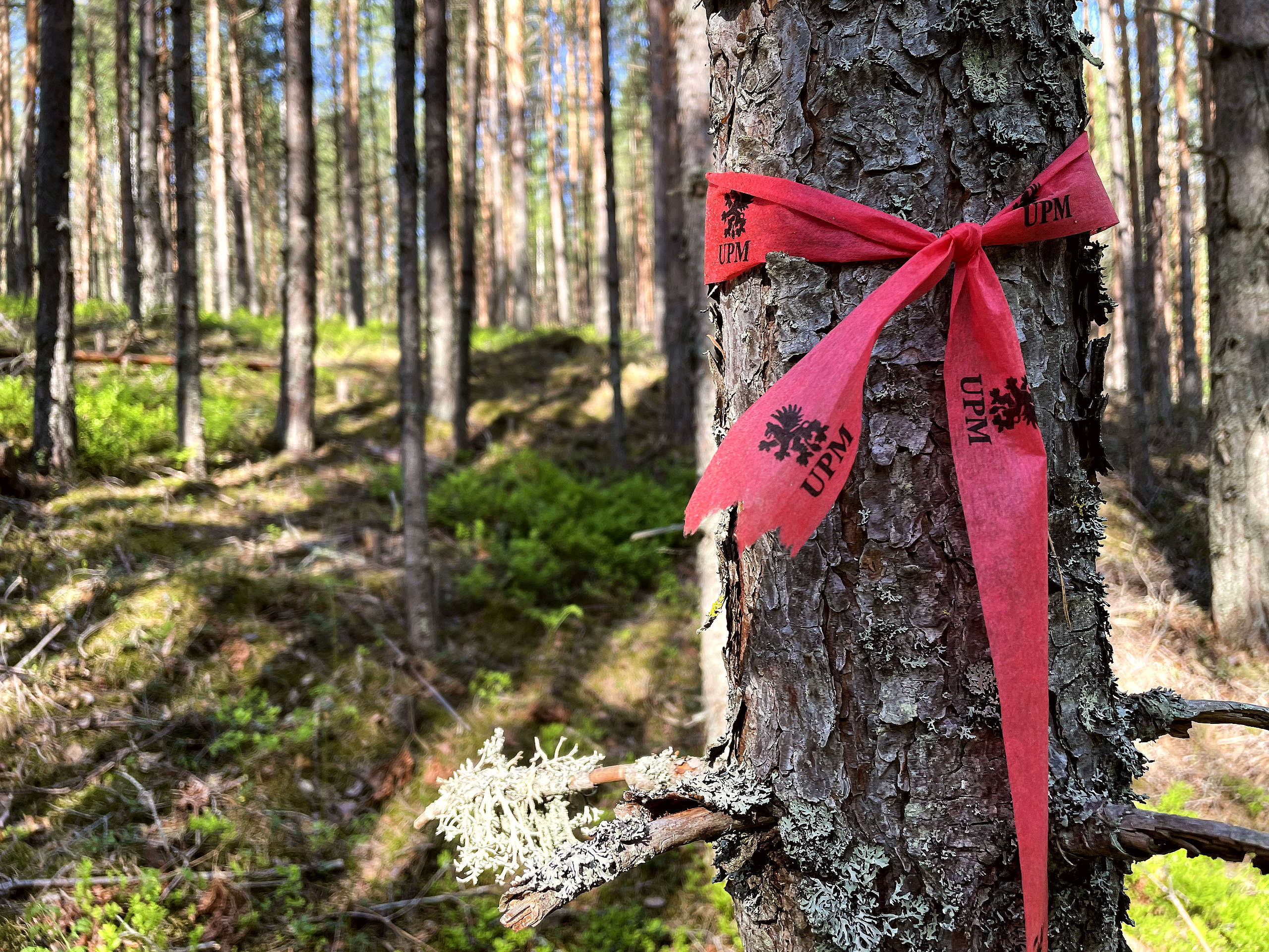Kuvan etualalla puu johon on sidottu UPM:n logolla varustettu punainen nauha.