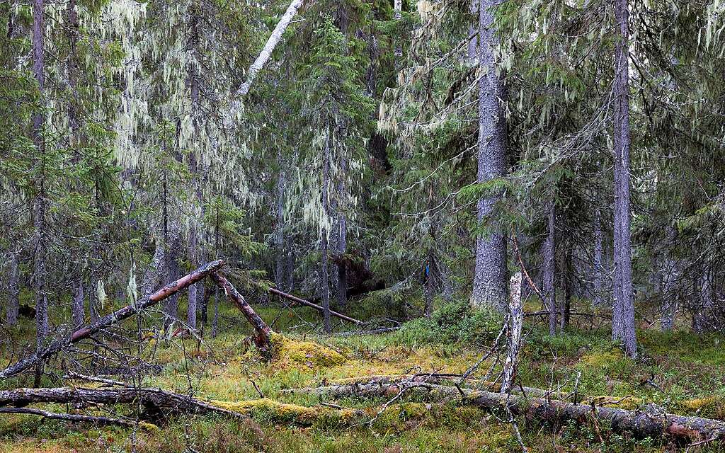 Kuva kuusipainotteisesta metsästä, jossa puiden oksilta riippuu naavaa.