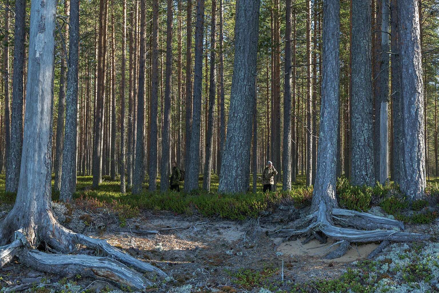 Suojeluvoitto Ouluj rvell Greenpeacen Aktivistit Poistivat Hakkuita suojeluvoitto-ouluj-rvell-greenpeacen-aktivistit-poistivat-hakkuita