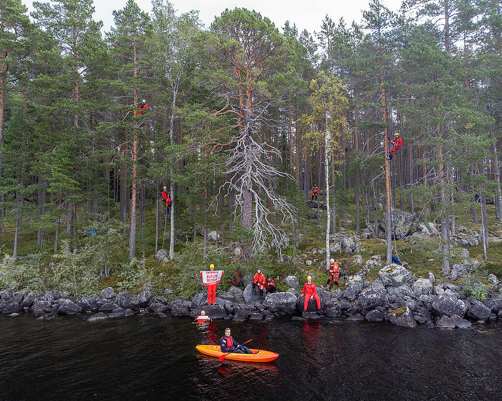 Greenpeacen aktivisteja on kiivennyt puihin ja mennyt veteen Oulujärvellä.