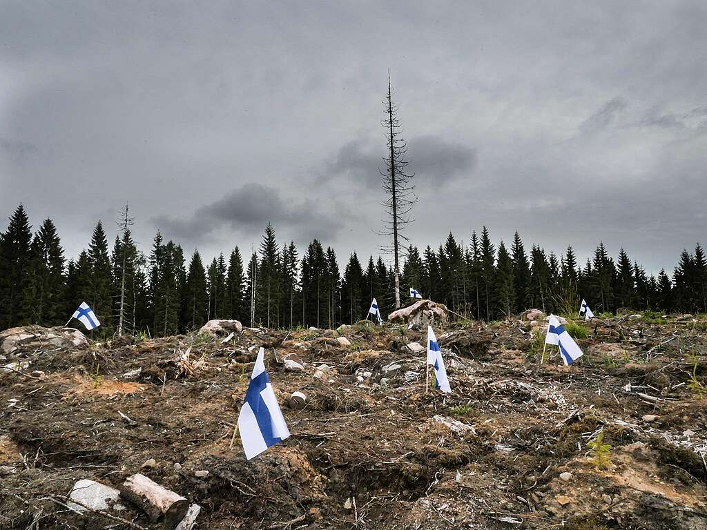 Avohakkuualue, jolle on pystytetty Suomenlippuja.