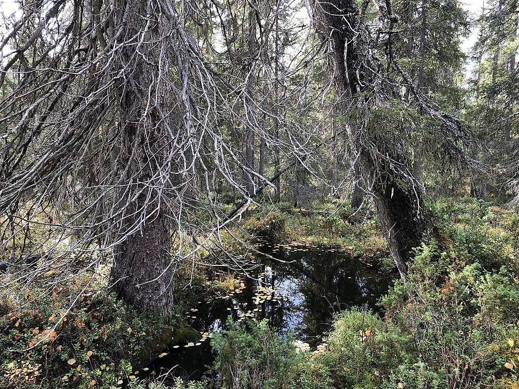 Pieni lammikko metsässä Venehaaranselällä.