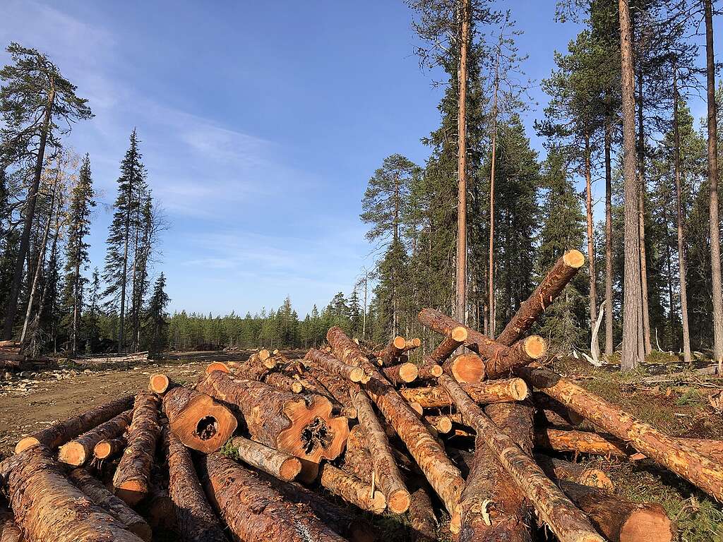 Lahovikaisia männynrunkoja sotkuisessa pinossa Lapioseljänrovalla.