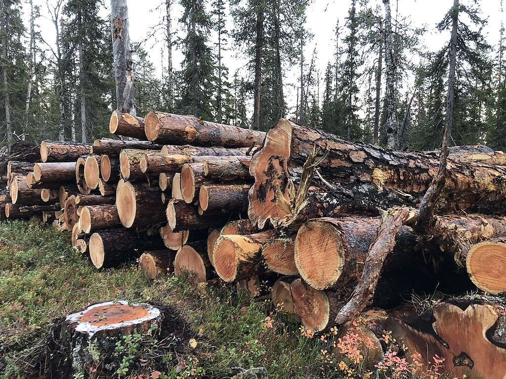 Eripaksuisia puunrunkoja pinossa Lapioseljänrovalla.