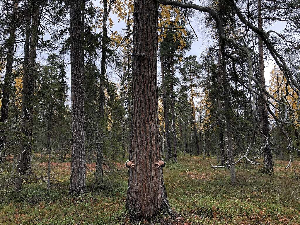 Suurta mäntyä halaava henkilö