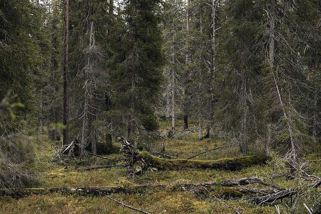Sammaleista, kuusipainotteista metsää Torolehdontyvillä.