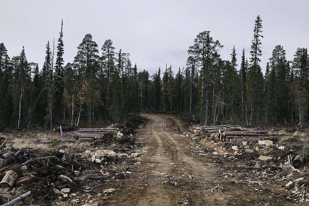 Tie Sallalaisessa ikimetsässä, jonka varrelta on hakattu puut.
