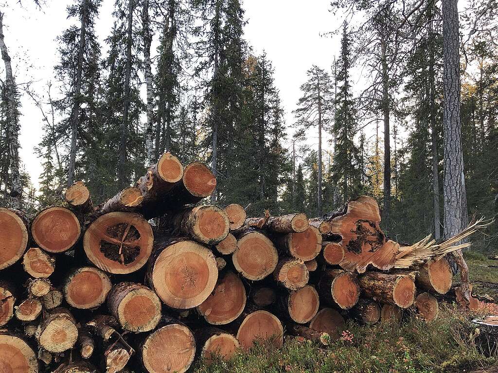 Eripaksuisia puunrunkoja pinossa Lapioseljänrovalla.