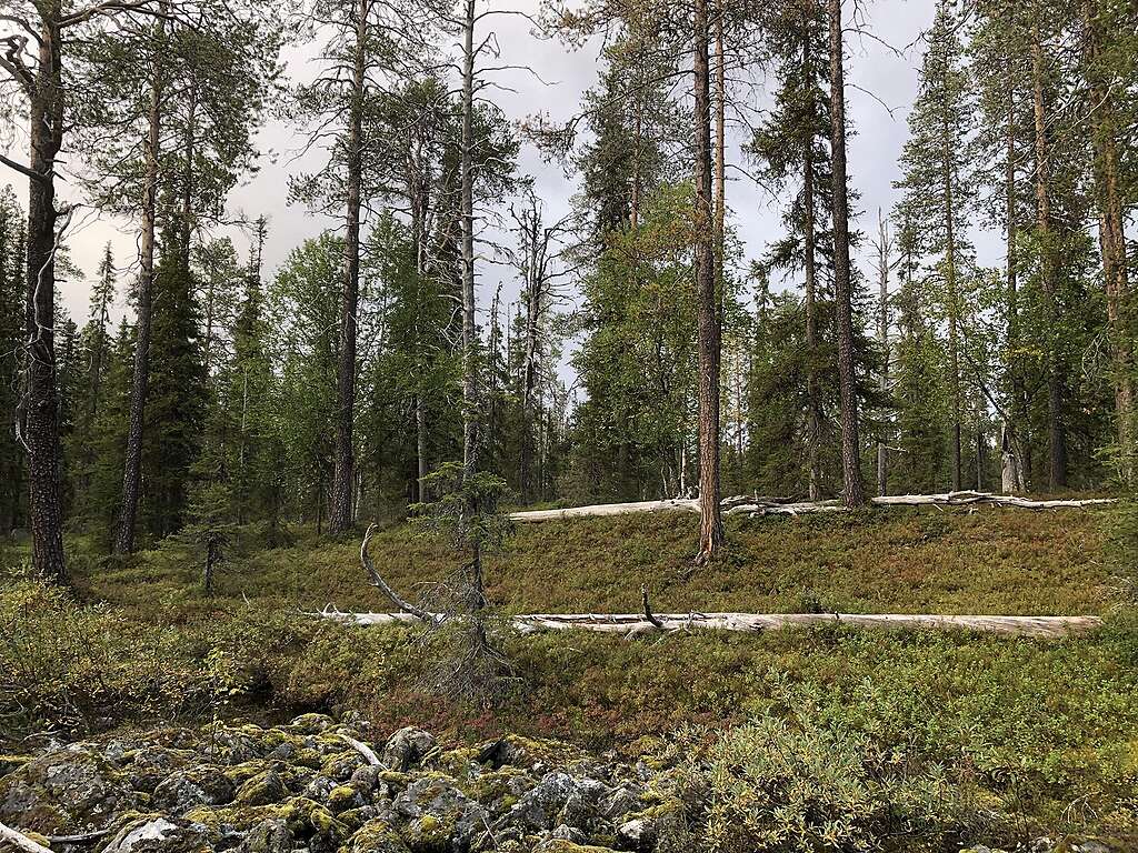 Metsää, jossa on kaatuneita keloja Venehaaranselällä.