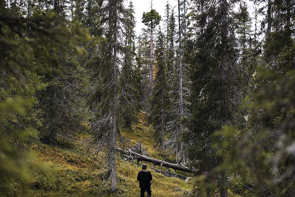 Henkilö seisoo selin katsoen Sallalaista ikimetsää.