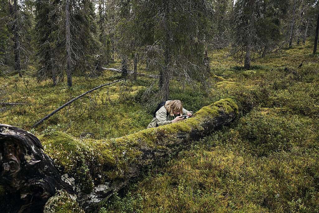 Kartoittaja Ida Korhonen on kyyristyneenä sammaloituneen puunrungon äärelle.