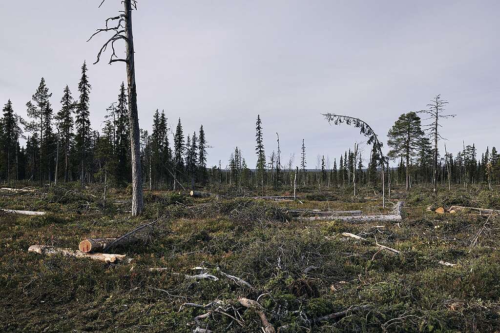 Avuhakkuualue Lapioseljänrovalla.