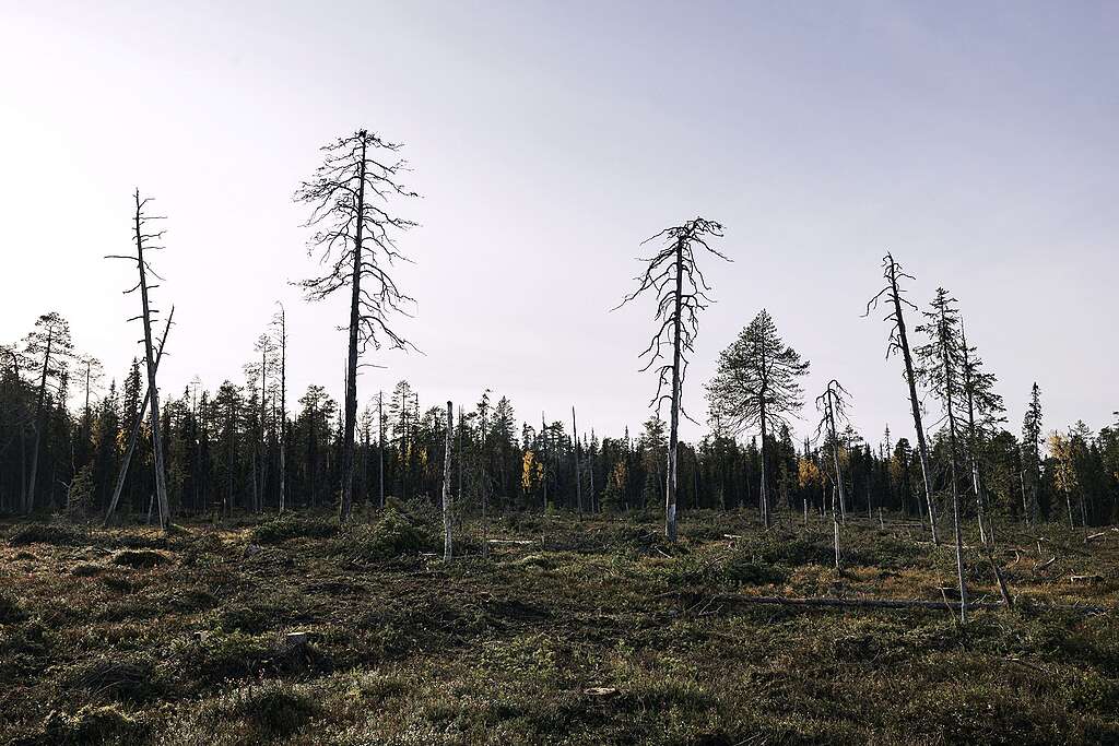 Avohakkuualue Lapioseljänrovalla, jolle on jätetty vain muutama puu.