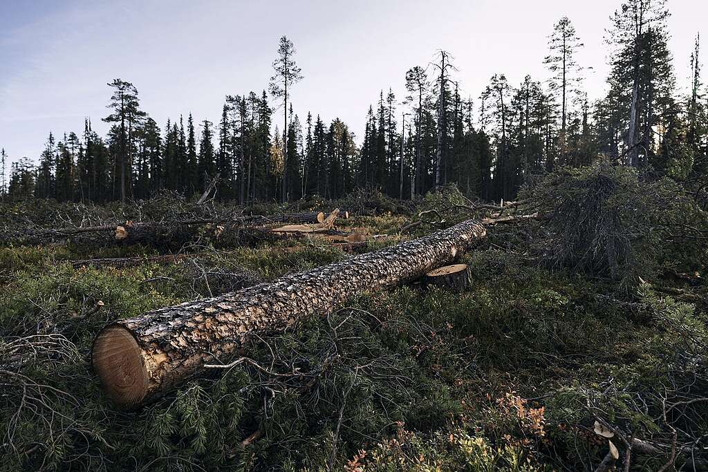 Suuri kaadettu puunrunko avohakkuualueella Lapioseljänrovalla.