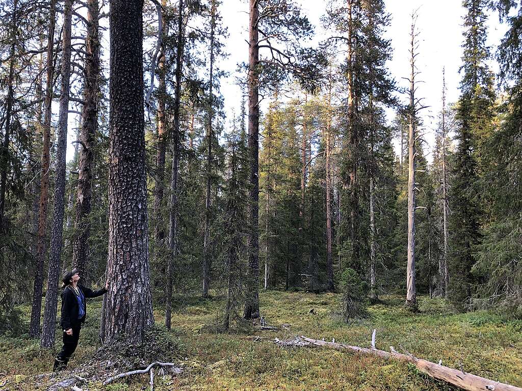 Henkilö nojaa suureen mäntyyn Venehaaranselän metsässä.