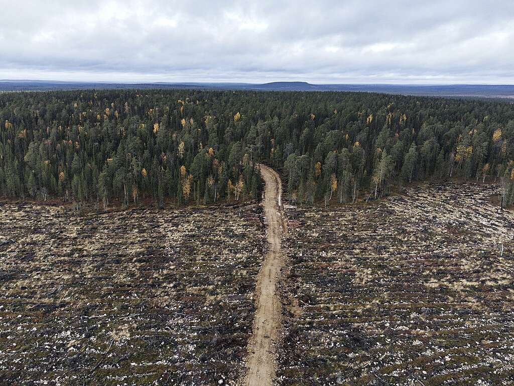 Vanhaan metsään johtavan tien varrelta on kaadettu joka ikinen puu.