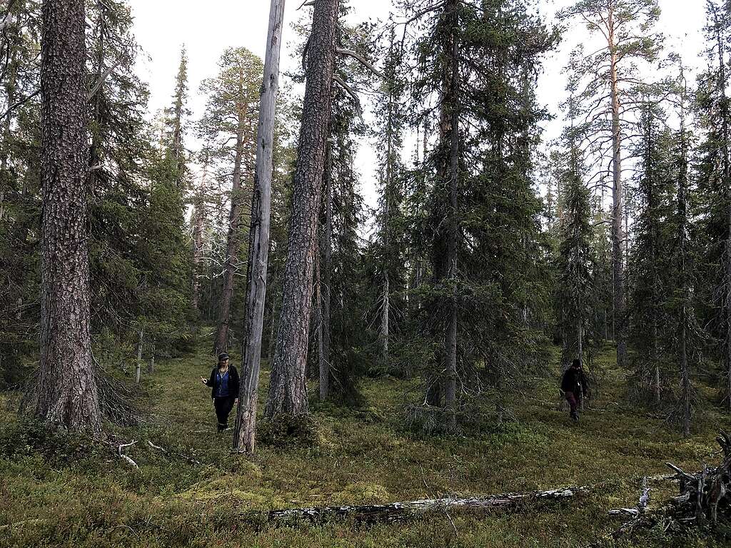 Henkilö kulkee vanhassa metsässä Venehaaranselällä.