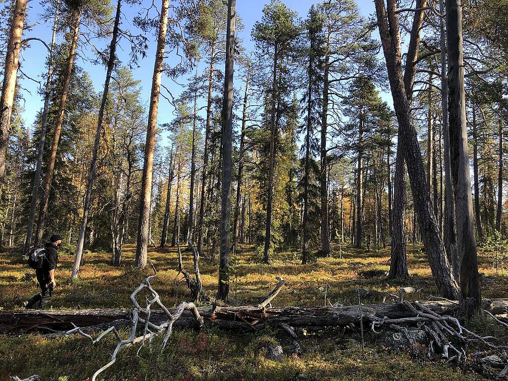 Mäntymetsää Lapioseljänrovalla, jossa kävelee henkilö.
