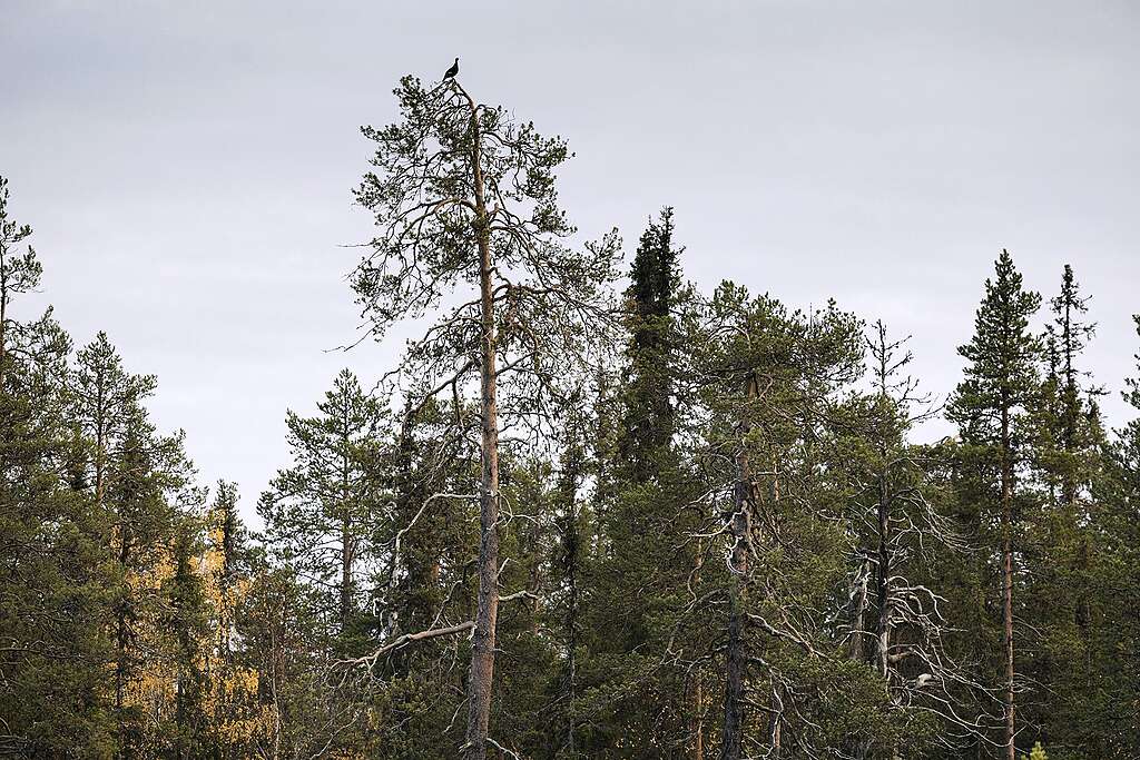 Havupuupainotteisen metsän puunlatvoja Torolehdontyvillä.