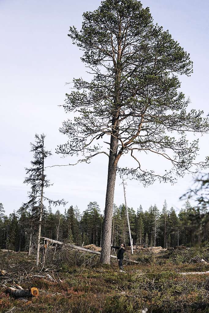 Suuri mänty keskellä avohakkuualuetta Lapioseljänrovalla.