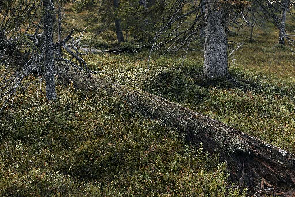 Suuri lahoava puunrunko metsässä Torolehdontyvillä.
