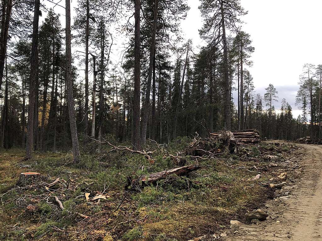 Tie metsän poikki Lapioseljänrovalla, jonka varrella näkyy kantoja ja puunrunkoja.