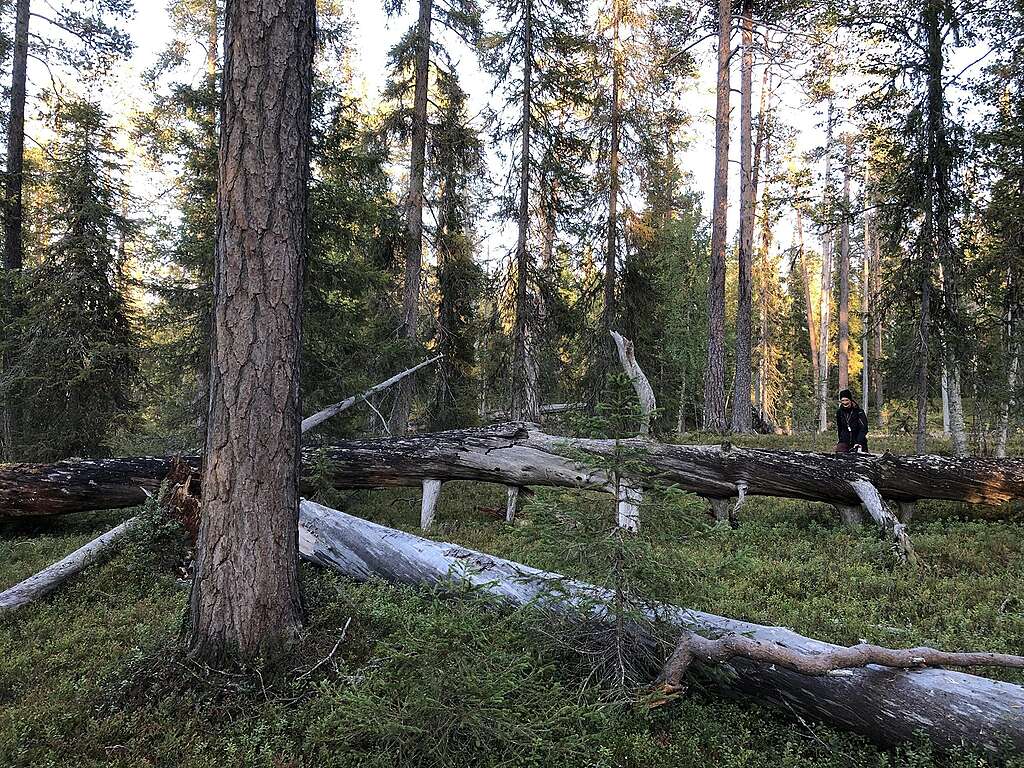 Henkilö kulkee metsässä, jossa on kaatuneita suuria kelorunkoja.
