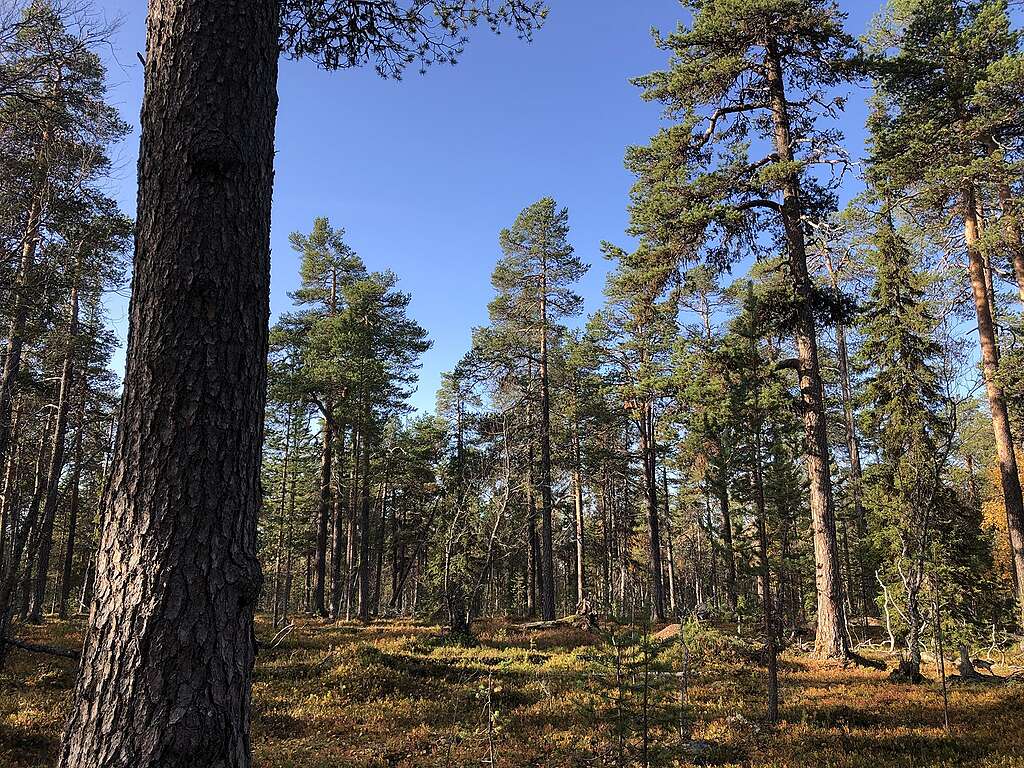 Mäntymetsää Lapioseljänrovalla.