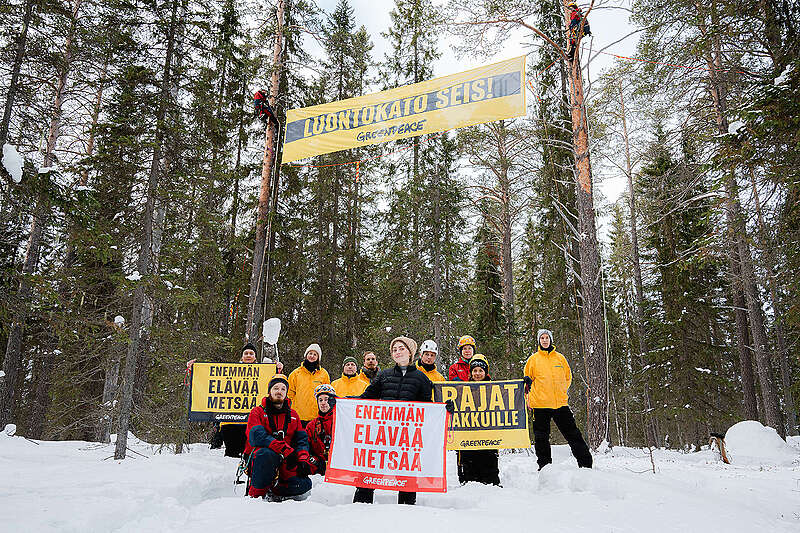 Greenpeacen vaikuttajat seisomassa lumisessa metsässä hakkuita vastustavien kylttien kanssa.