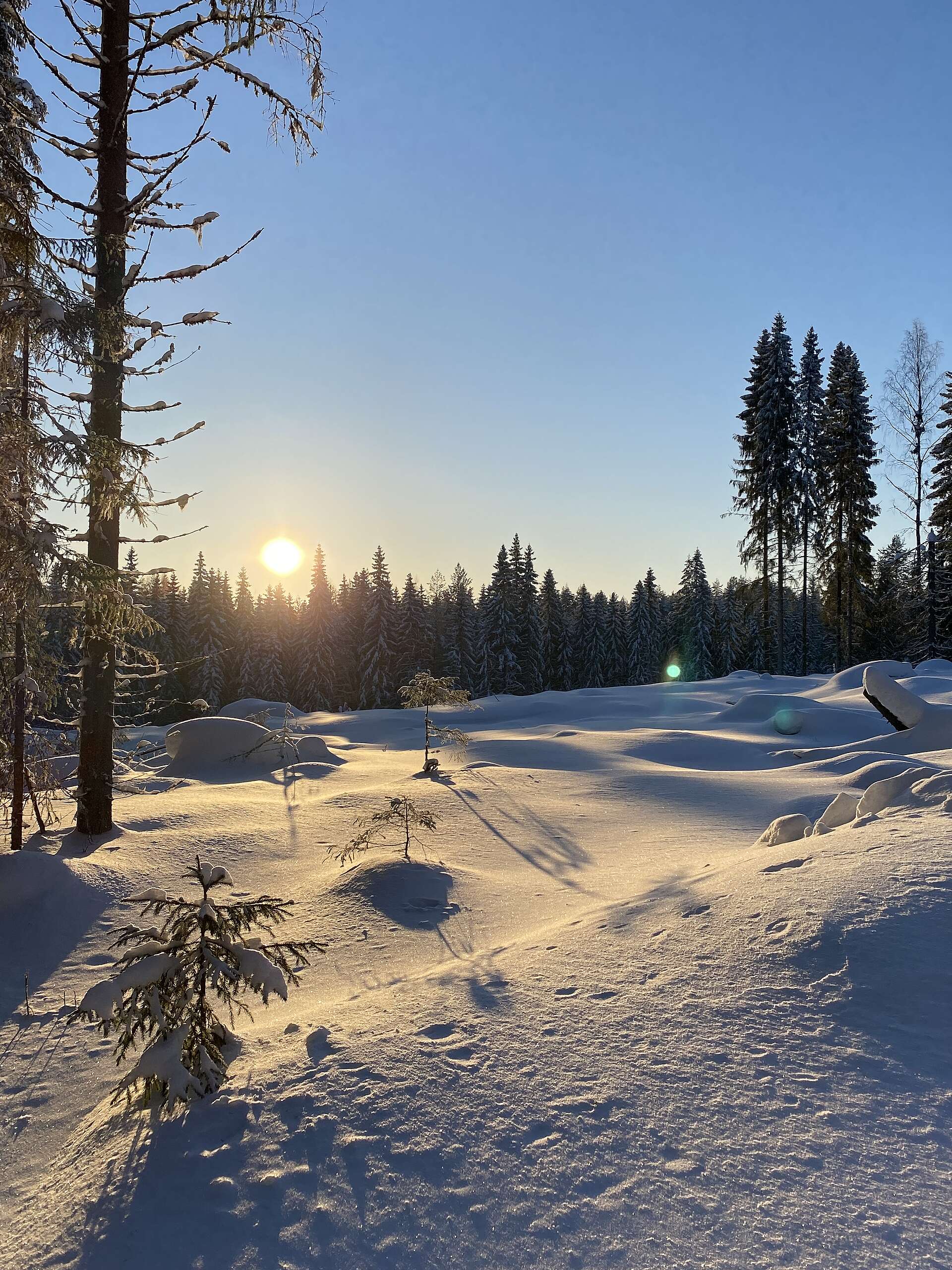 Lumen peittämä hakuuaukea metsän keskellä.
