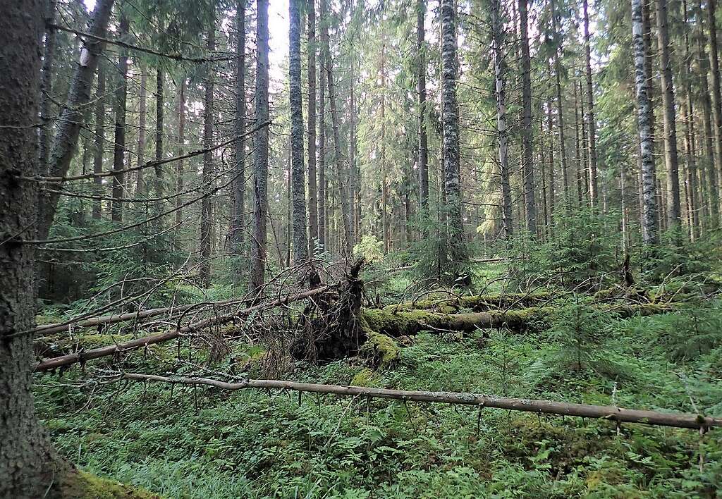 Metsämaisema, jossa näkyy myös kaatuneita puita.