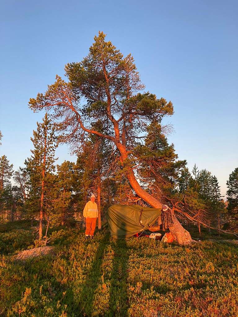 Henkilö seisoo teltan vieressä iltaisessa metsässä.