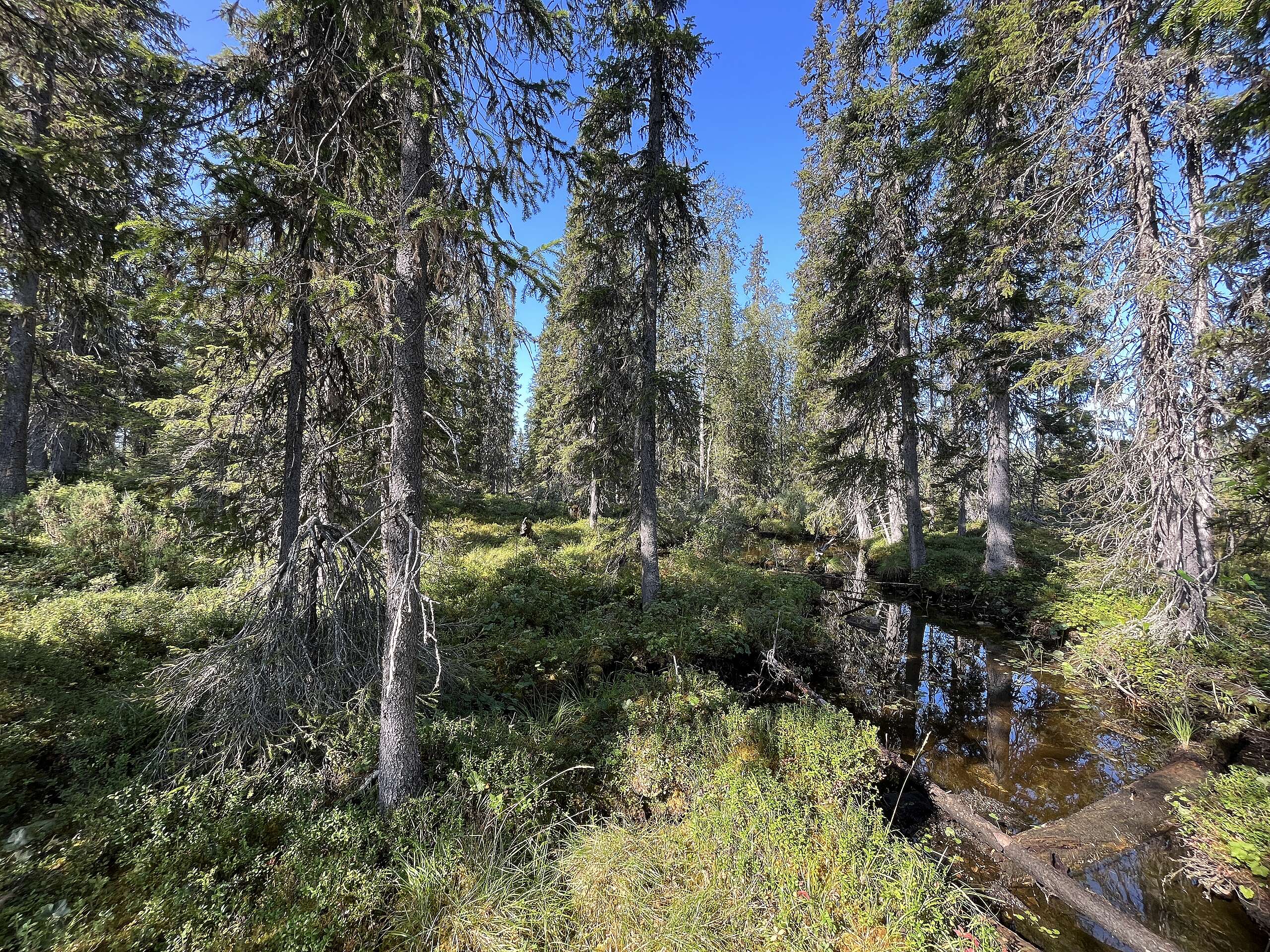 Metsäinen maisema, jonka poikki kulkee pieni puro.