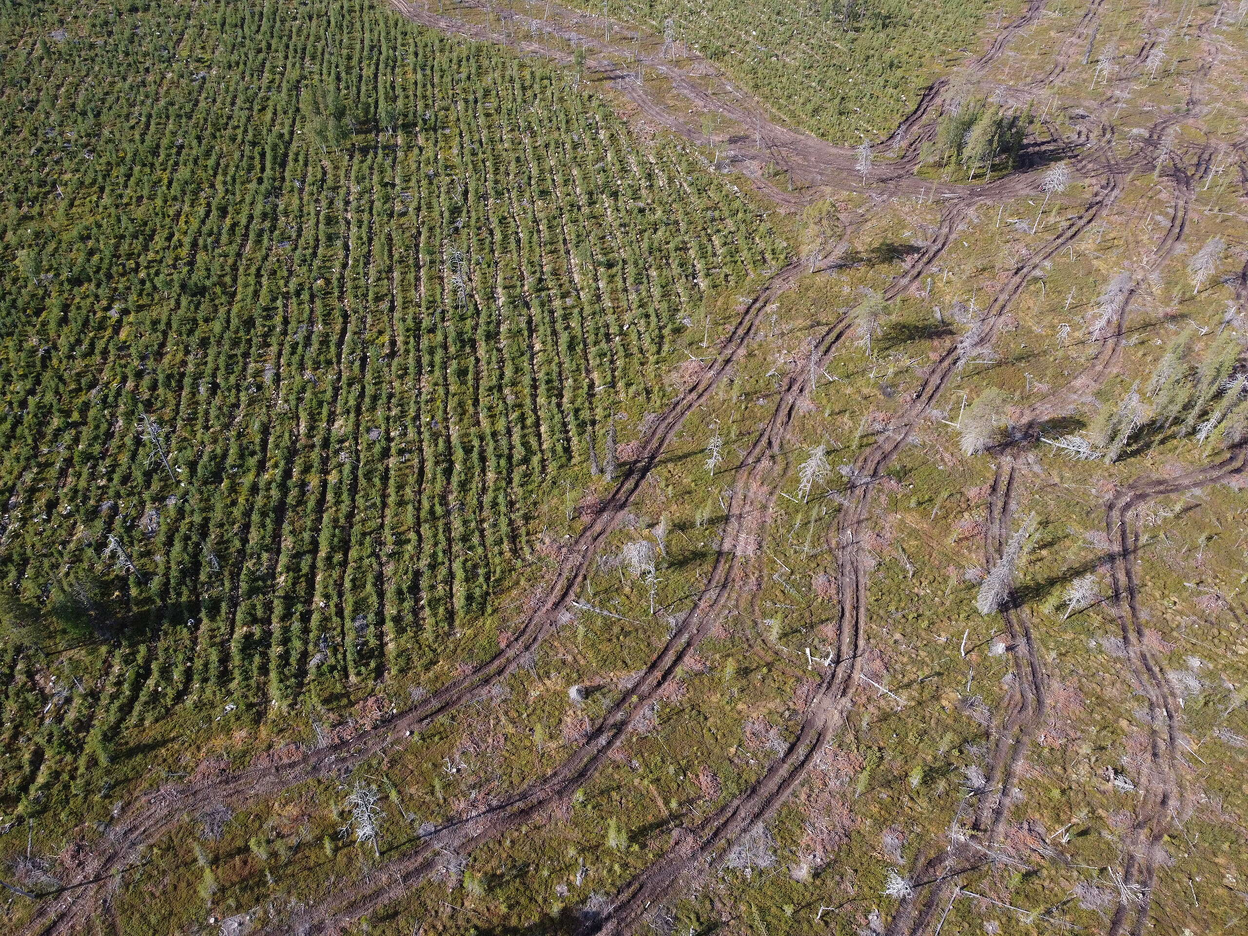 Laaja ilmakuva avohakkuista Sallan Lapioseljänrovalla, jonka vasemmalle puolelle on istututettu mäntytaimikko.