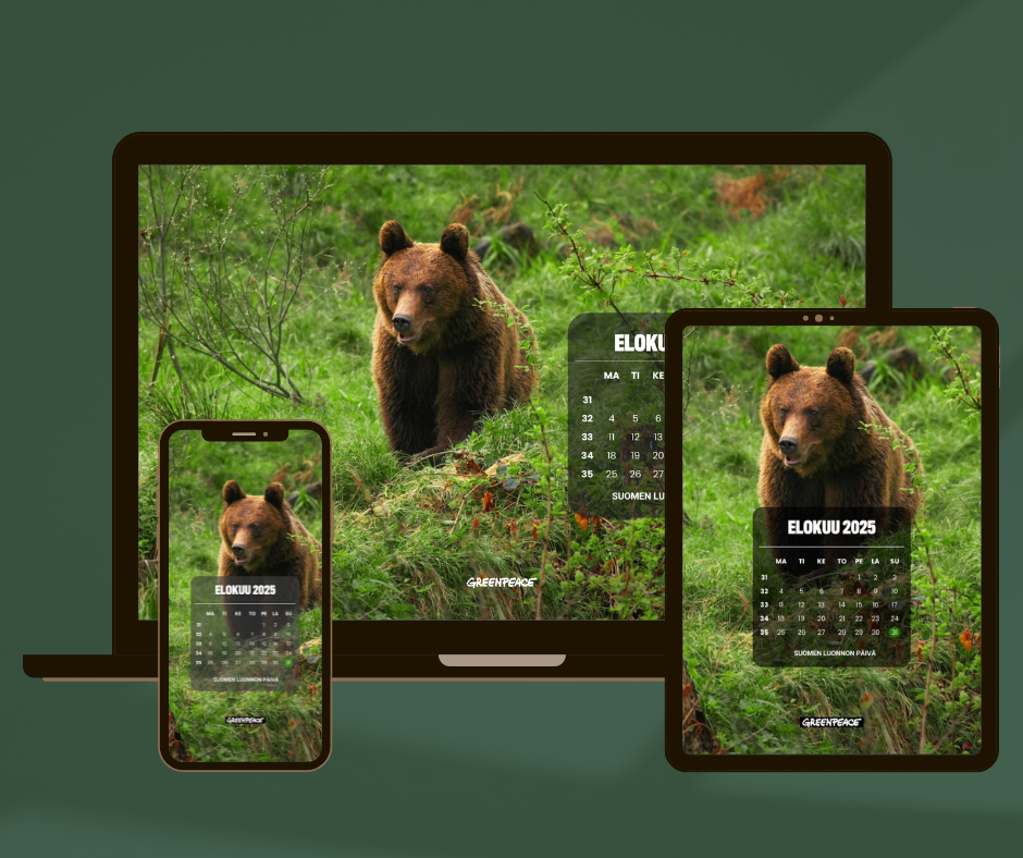 Elokuun kalenterikuva karhusta tietokoneella, tabletilla ja mobiilissa kuvitettuna.