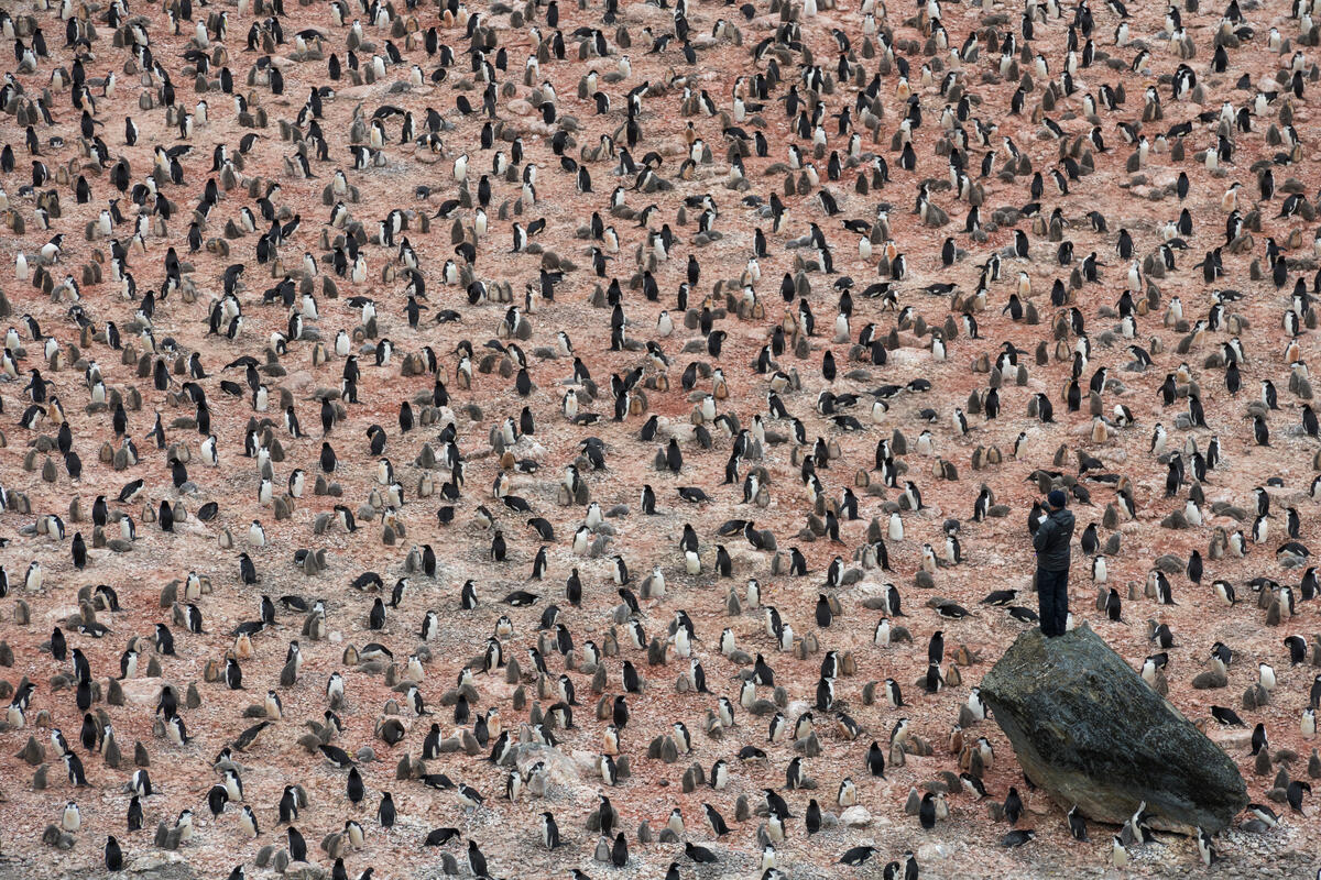 Chinstrap Penguin Survey on Elephant Island in Antarctica. © Christian Åslund / Greenpeace Chinstrap Penguin Survey on Elephant Island in Antarctica. © Christian Åslund / Greenpeace