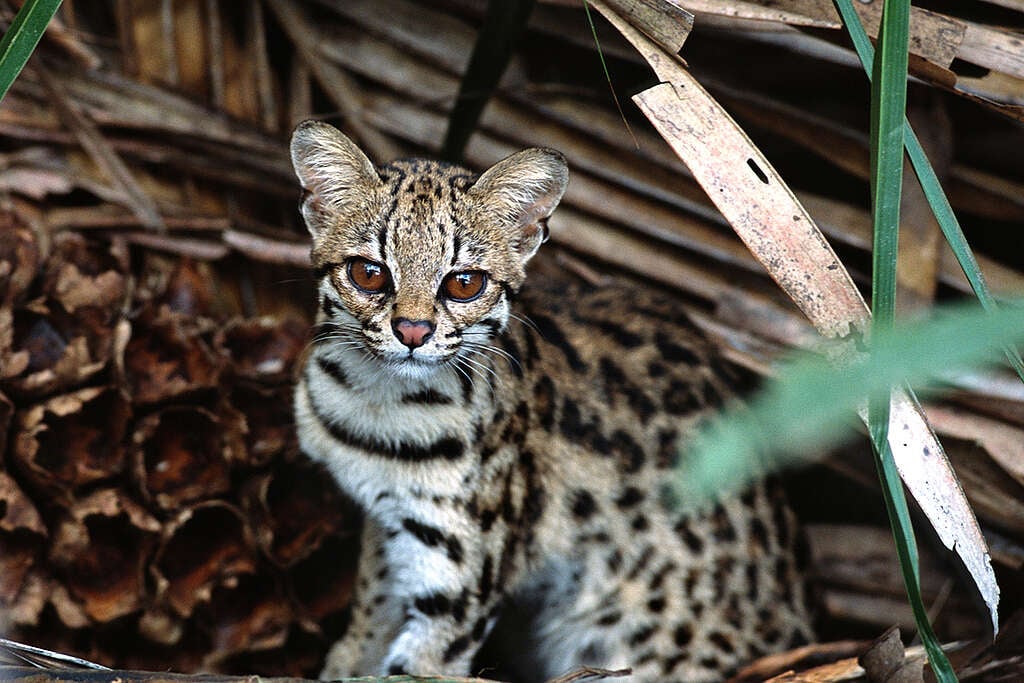 Oncilla (Leopardus tigrinus) in the Amazon. © Adriano Gambarini Oncilla (Leopardus tigrinus) in the Amazon. © Adriano Gambarini