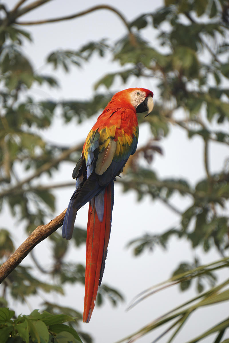 Scarlet Macaw in the Karipuna Indigenous Land, Brazil. © Rogério Assis / Greenpeace Scarlet Macaw in the Karipuna Indigenous Land, Brazil. © Rogério Assis / Greenpeace