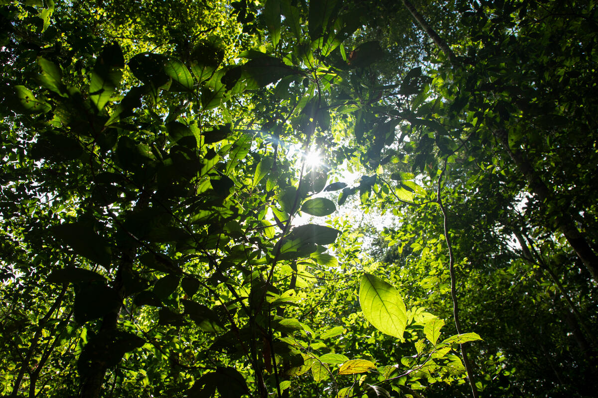 Beauty of the Manicoré River, Amazonas, Brazil (Photos). © Nilmar Lage / Greenpeace Beauty of the Manicoré River, Amazonas, Brazil (Photos). © Nilmar Lage / Greenpeace