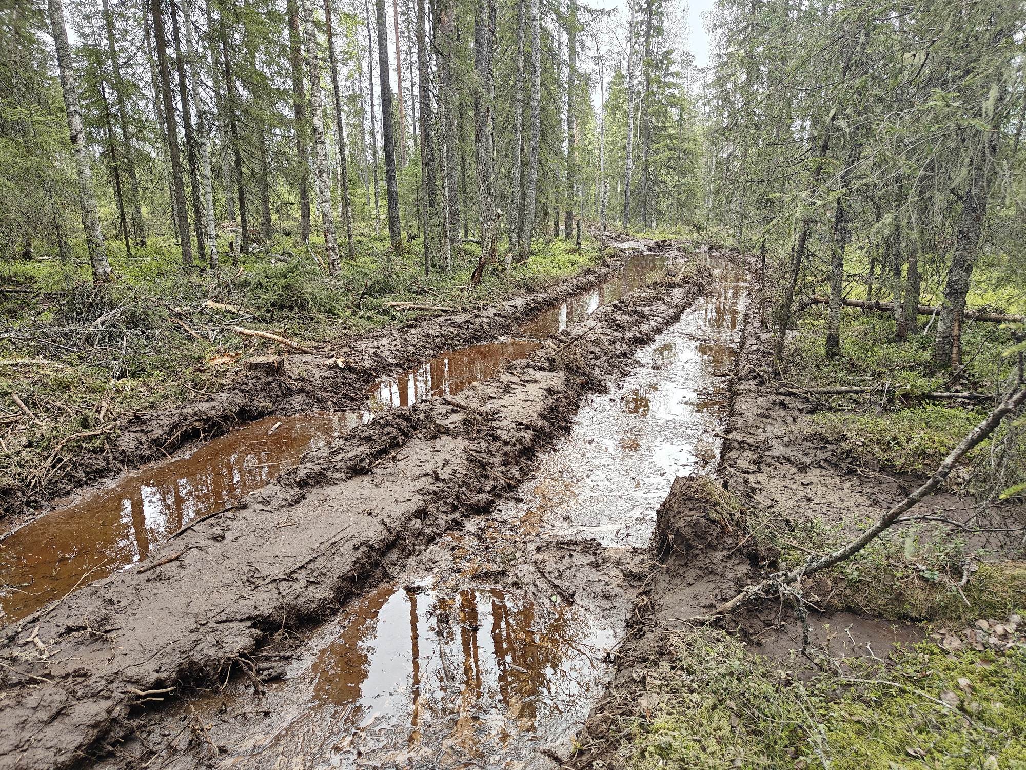 Old-growth forest logging resumed in Finland – Stora Enso breaking its sustainability promises