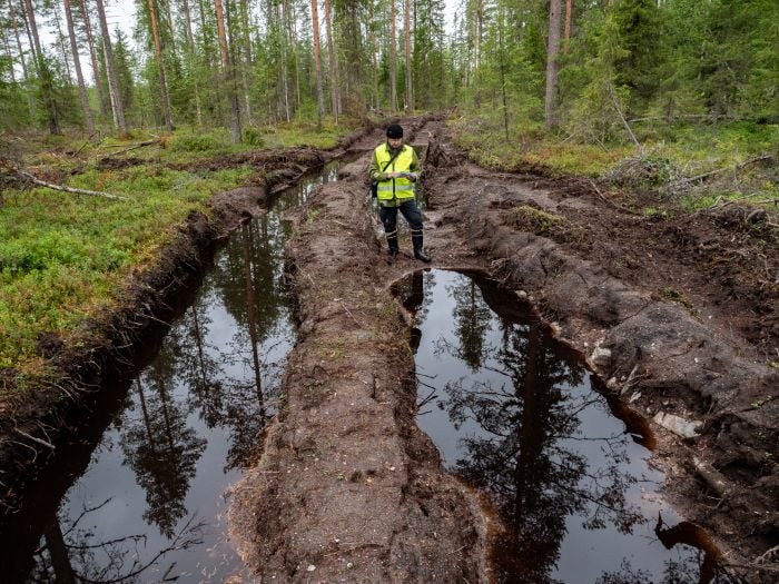 UPM kärähti: keitti luonnonmetsästä sellua