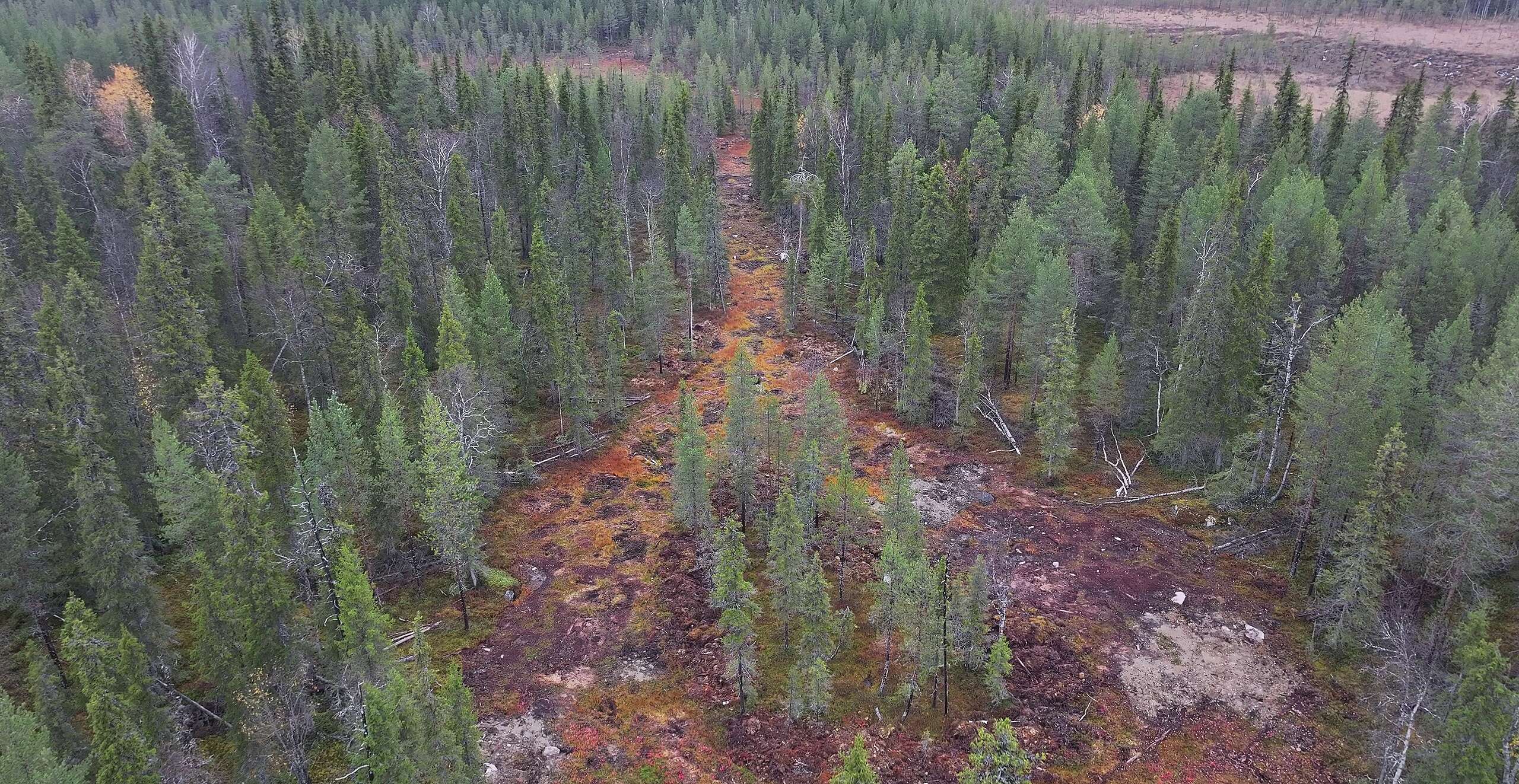 Metsä Group kärähti: aikoo avohakata 194-vuotiasta luonnonmetsää
